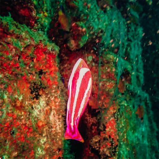 Townsend's anthias at the Al Munasir Wreck