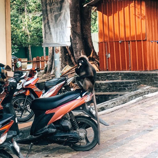 Monkey on a scooter