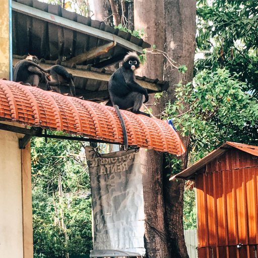 Dusky leaf monkeys