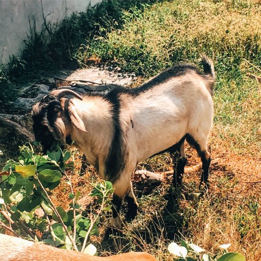 goat at the fruit farm