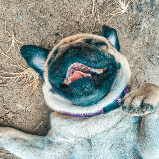 cute pug rolling in the dirt on Koh Mook