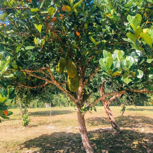 Jackfruit on a jackfruit tree