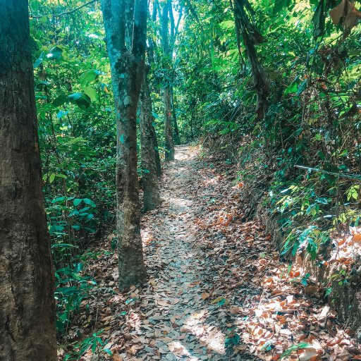 Trail to Koh Mook viewpoint