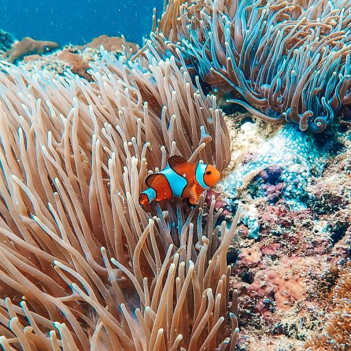 False Clown Anemonefish