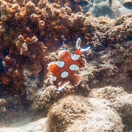 Juvenile Harlequin Sweetlips