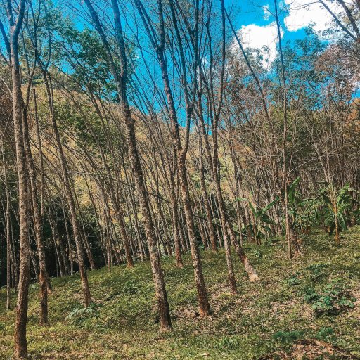 rubber tree grove