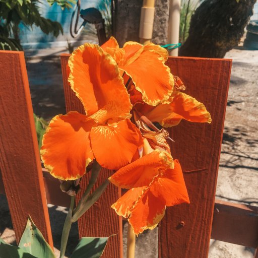orange flower Koh Mook