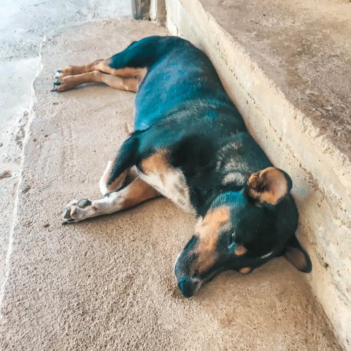 Tia, the bamboo hut dog