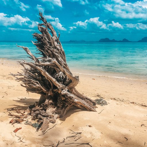 Cool driftwood on the beach of Koh Ngai.