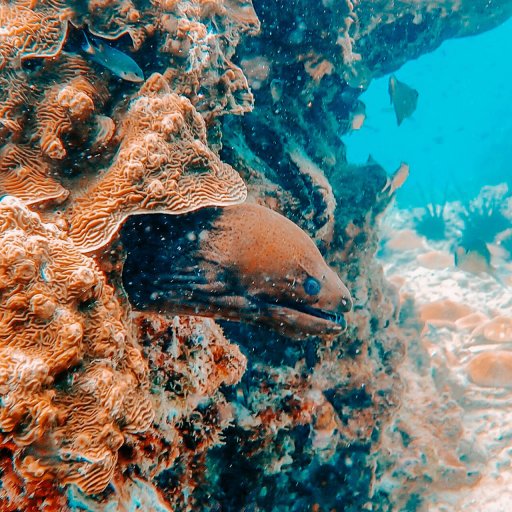 Hello, Mr. Moray!